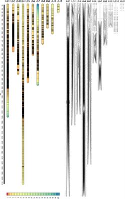 The Genetic Architecture of Juvenile Growth Traits in the Conifer <mark class="highlighted">Torreya grandis</mark> as Revealed by Joint Linkage and Linkage Disequilibrium Mapping